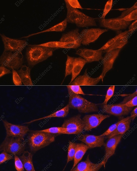 Иммунофлуоресценция, Apolipoprotein A2, клетки NIH/3T3