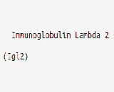 Immunoglobulin Lambda 2 (Igl2)