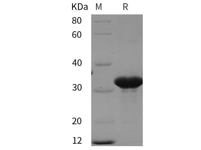 Валидация Elabscience PDEH101004(410)