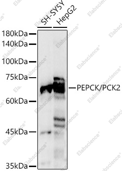Вестерн-блоттинг, PEPCK/PCK2, различные лизаты