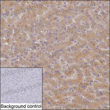 Валидация AntibodySystem RHG45301