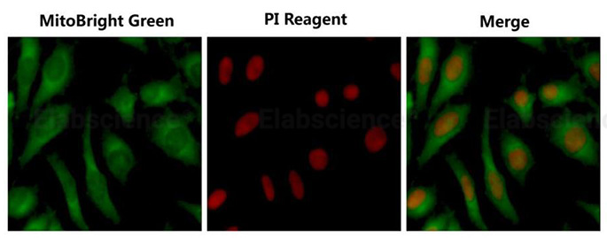Валидация Elabscience E-CK-A401 - 138