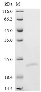 SDS-PAGE