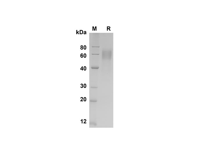 Валидация Elabscience PDMH100310(922)