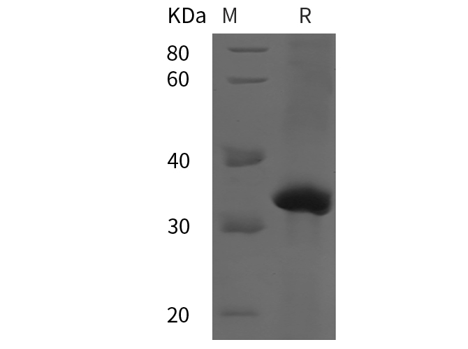 Валидация Elabscience PDEH100944(362)
