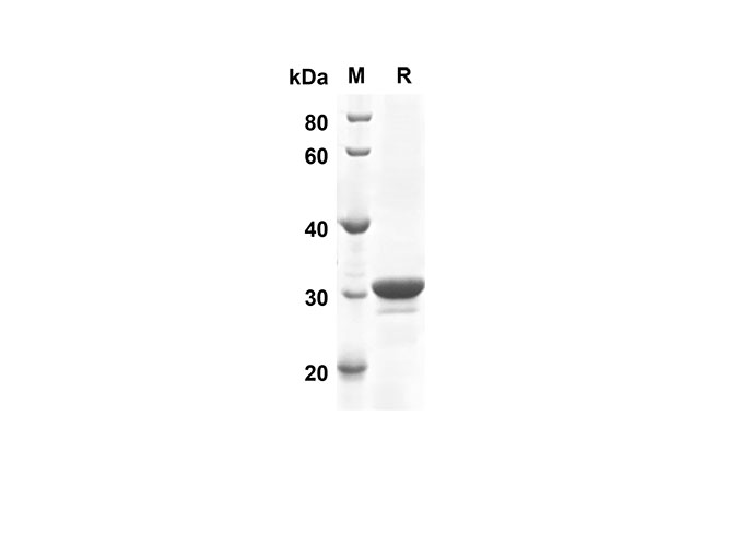 Валидация Elabscience PDEH100509(28)
