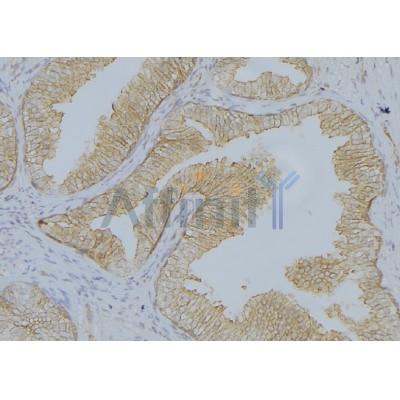 Валидация Affinity AF5370 - 2988