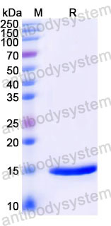 Валидация SDS-PAGE - AntibodySystem RHG79401