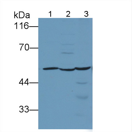 5480