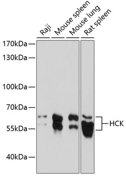 Валидация Elabscience E-AB-65028
