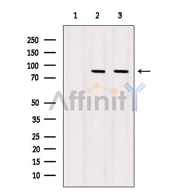 Валидация Affinity AF6303 - 3572