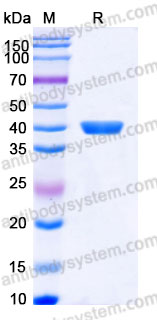 EHA16301, SDS-PAGE