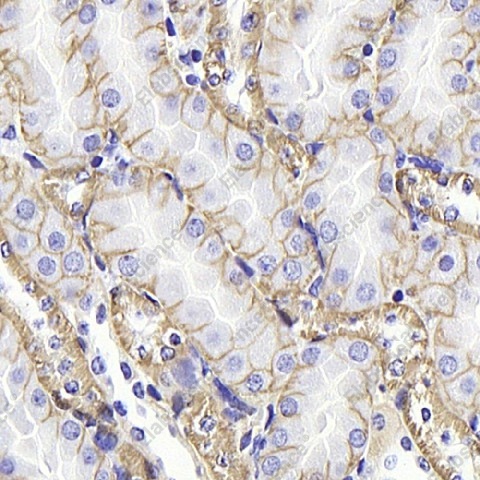 Иммуногистохимия, Na+/K+-ATPase alpha1, ткань почки мыши