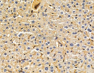 Валидация Affinity DF14847 - 10979