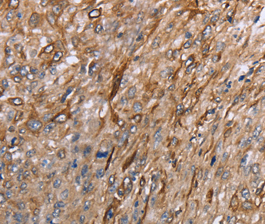 Валидация Elabscience E-AB-12444