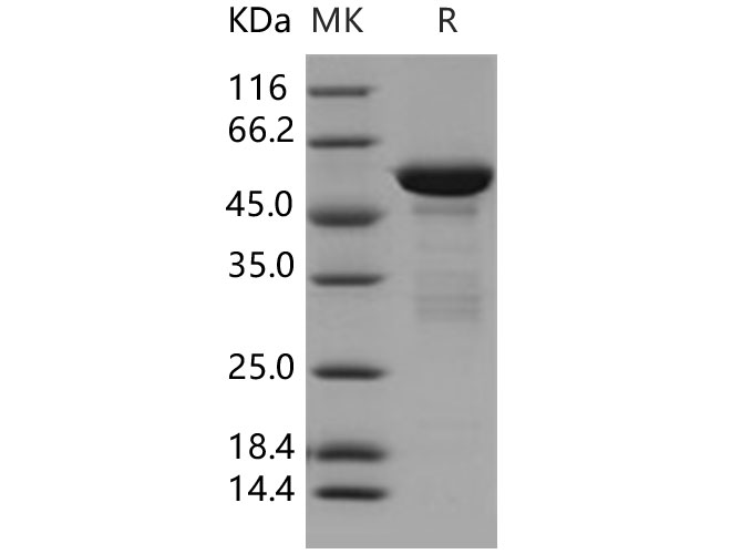 Валидация Elabscience PKSH031392(2108)