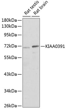 Валидация Elabscience E-AB-62319