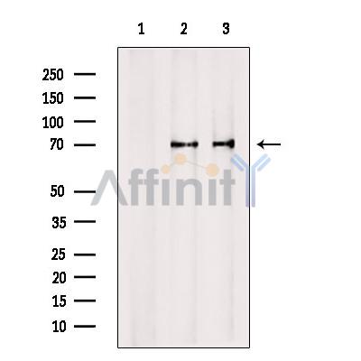 Валидация Affinity DF10145 - 5667