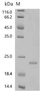 SDS-PAGE