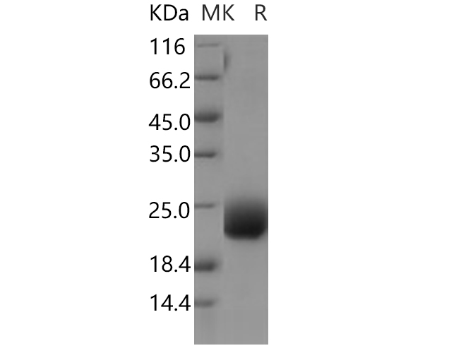 Валидация Elabscience PKSH030669(1545)