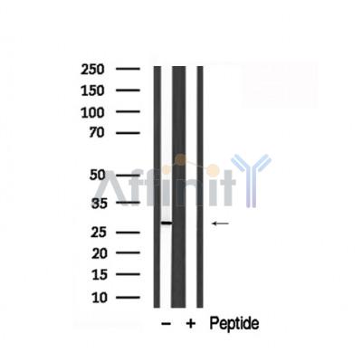 Валидация Affinity AF7828 - 4553