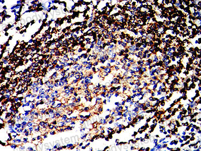 Валидация AntibodySystem RHJ43602