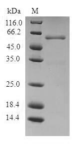 SDS-PAGE