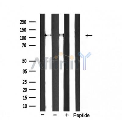 Валидация Affinity AF5182 - 2612