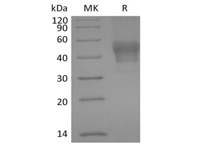 Валидация Elabscience PKSH033949(4178)