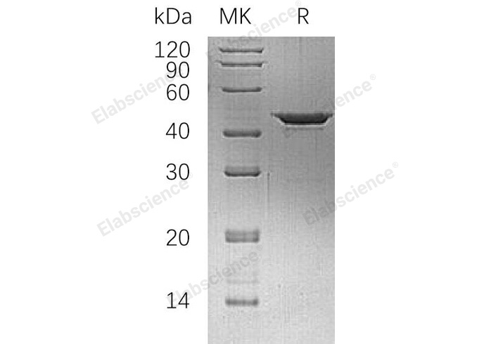 Валидация Elabscience PKSH032319(2810)
