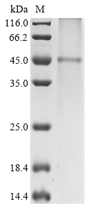 SDS-PAGE