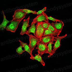 Валидация IF - AntibodySystem RHA88903
