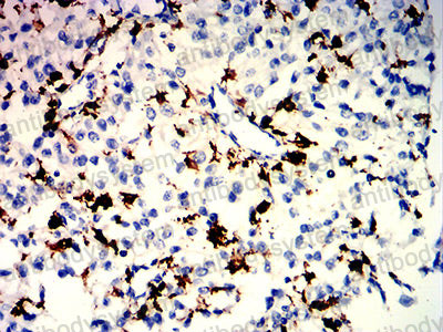 Валидация AntibodySystem RHH18903