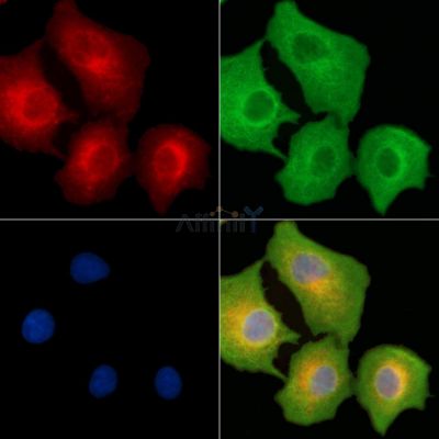 Валидация Affinity DF14109 - 9901