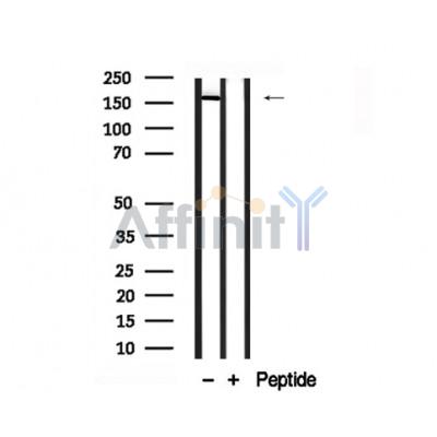Валидация Affinity AF7754 - 4458