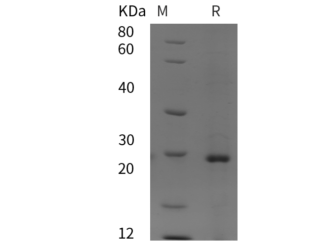 Валидация Elabscience PDEH101001(408)