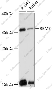 Вестерн-блоттинг, RBM7, различные клеточные линии