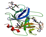 Elastase 2, Neutrophil (ELA2)