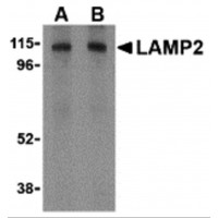 Валидация AssayVector ARM1897(2617)