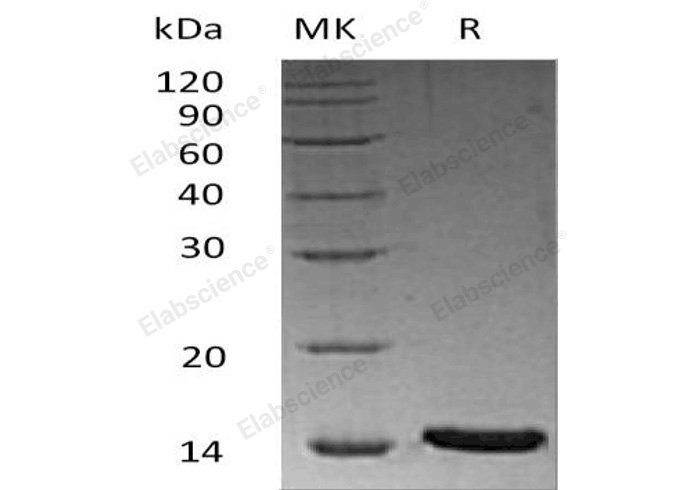 Валидация Elabscience PKSH032692(3123)