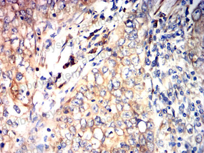 Валидация AntibodySystem RHC24103