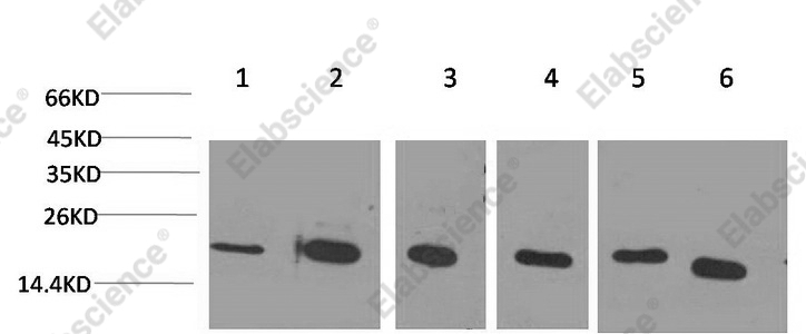 Вестерн-блоттинг, PPIB, клетки HeLa, Jurkat, 293T, ткань печени крысы, 3T3, HepG2