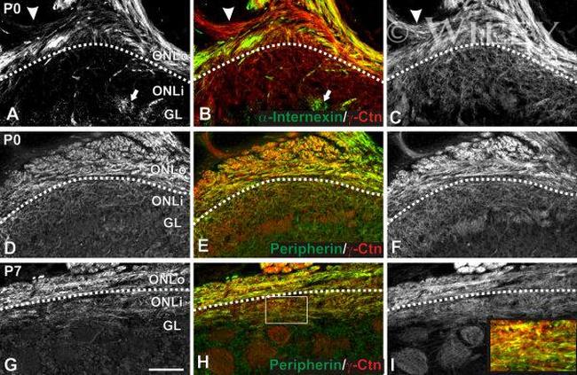 Валидация AssayVector ARM1367(1013)