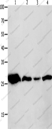 Вестерн-блоттинг, 14-3-3 theta, ткань мозга мыши, клетки A549, ткань лимфомы человека, клетки HeLa