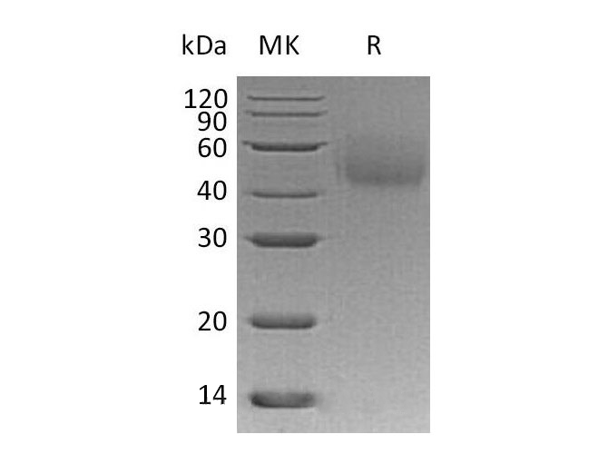 Валидация Elabscience PKSH032725(3153)
