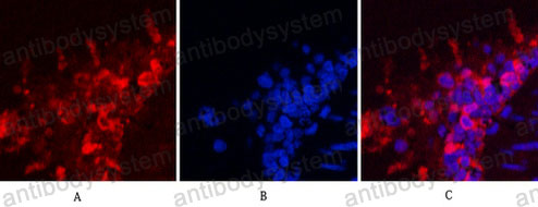 Валидация IF - AntibodySystem RHC31804