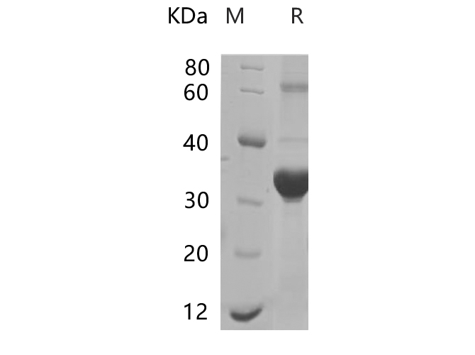 Валидация Elabscience PDEM100218(552)