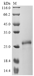 SDS-PAGE