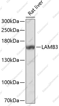 Вестерн-блоттинг, LAMB3, ткань печени крысы