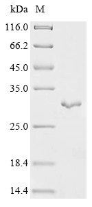 SDS-PAGE